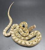 2E4586D8-48EC-4DD4-9FCF-6B8E6BBFE789.jpg