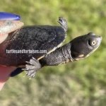 Timor Snake Neck Turtles (Chelodina timorensis) CB 2020.jpeg