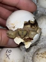 baby sulcata.jpg