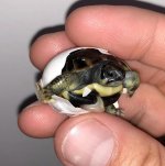 baby hermanns western sicilian.jpg