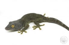 F-4-adoption-tokay.jpg