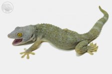 tokay-22-rp-f1.jpg