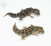 viper-gecko-pair.jpg