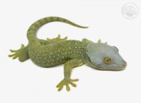 tokay-22-rp-f2.jpg
