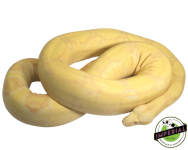 adult-albino-boas-for-sale_960x.png