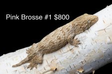 PinkBrosse1.jpg