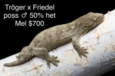 TxF posM-50%hetmel.jpg
