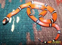 6 Male 10-23-21.jpg