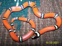 2 Male 10-23-21.jpg
