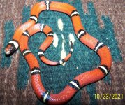 3 Male 10-23-21.jpg