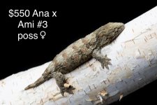 AnaxAmi3posF9g.jpg