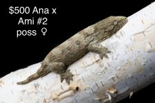 AnaxAmi2posF8g.jpg