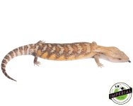 caramel-sunrise-blue-tongue-skink-for-sale.jpg