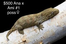 AxA1-possF.jpg
