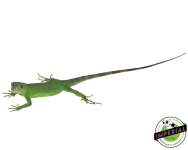 pied-pectinata-iguana-for-sale_960x.png
