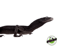 black-tree-monitors-for-sale_960x (1).png