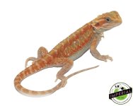 color-stripe-hypo-translucent-het-zero-bearded-dragon-for-sale-F2_1080x.jpg
