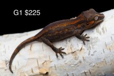GaRG1-4.5g.jpg