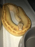 T+ python.jpg