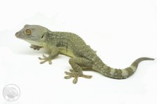 M-9-patternless-tokay.jpg