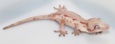 garg_1813 copy.jpg