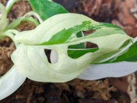 PXL_20220120_211154206.jpg