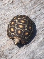 marble2.jpg