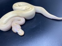 20210428203739.490-bananamimosamale6.jpg