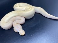 20210428203735.727-bananamimosamale6.jpg