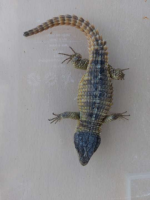 1604804F-CAD9-4F1B-B3C8-60EB23FAA7D5.png
