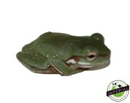 baby-whites-tree-frogs-for-sale.jpg