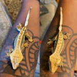 Crestie1.jpg