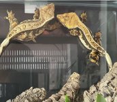 crestie2.jpg