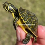 Peninsula Cooter (Pseudemys peninsularis) CB 2021 1.jpeg