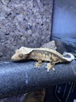 crestie3.jpg