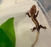 crestie5.jpg