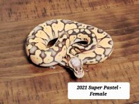 Super Pastel.jpg