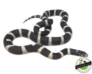 adult-black-and-white-california-kingsnake-for-sale.jpg