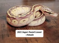 Super Pastel Lesser.jpg