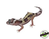 mack-snow-jungle-leopard-gecko-for-sale.jpg