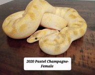 Pastel Champ.jpg