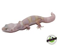eclipse-mack-snow-leopard-gecko-for-sale.jpg