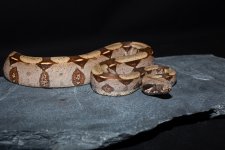 IMG_5978.jpg