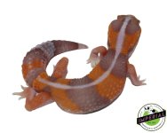 stripe-tangerine-amelanistic-african-fat-tail-gecko-for-sale_a281a96d-ad15-4e40-a1f0-505b5644b68.jpg