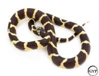4-1.jpg