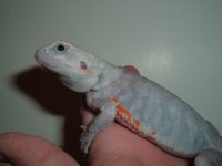 2022_0515Paradoxhypotransleat0013.JPG