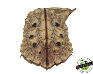 mata-mata-turtle-for-sale.jpg
