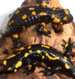 firesalamanders.jpg