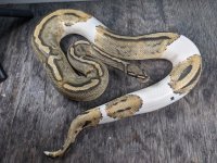 ghost pied male b.jpg