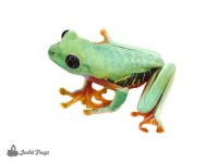 panamanian_cbp_red_eyes-4-2.jpg